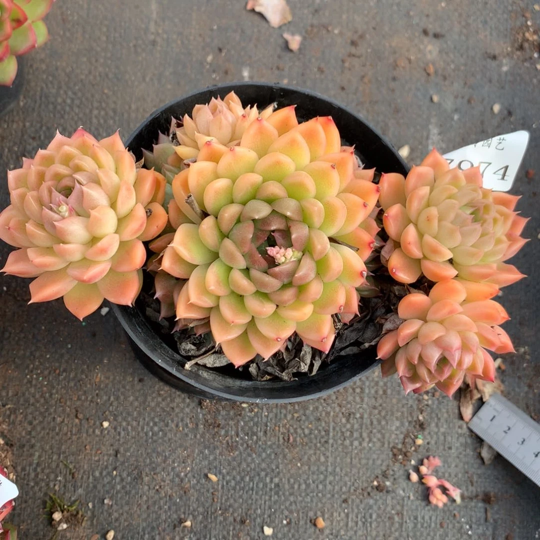 7974杂交多肉老桩