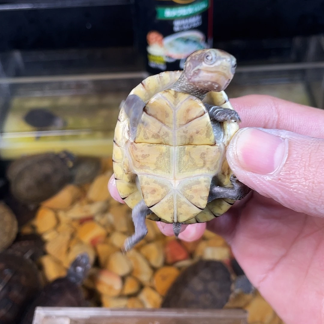 L***s绿毛龟母点点滴滴点点滴滴