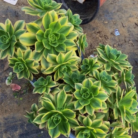 星爆不周正不包断多肉两个多肉