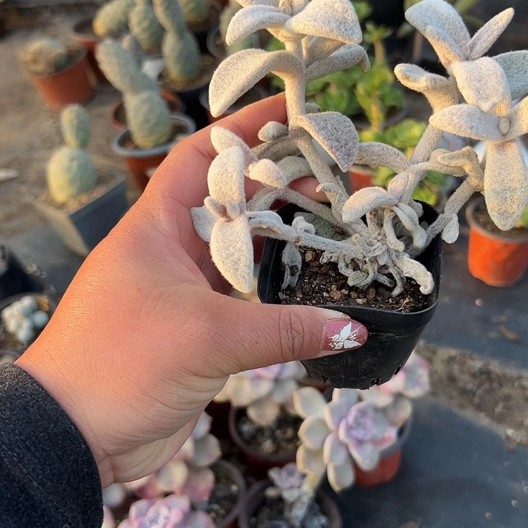 多肉植物多肉植物