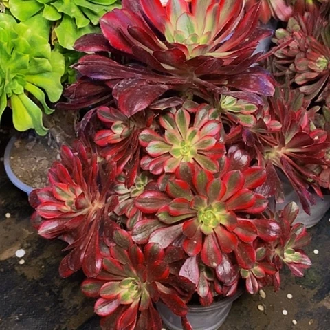 香奈儿丽娜老桩捧花10