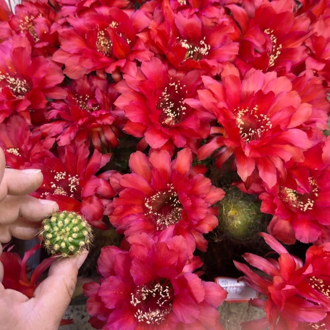 341彩草火焰女神歪无根侧牙4公分左右，20包邮