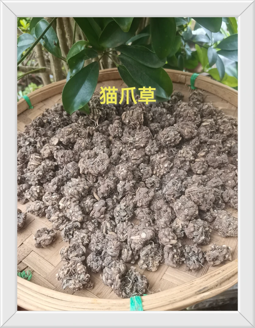 云南特产，猫，爪）草养生好物，泡水煮水可以枸杞一起泡水