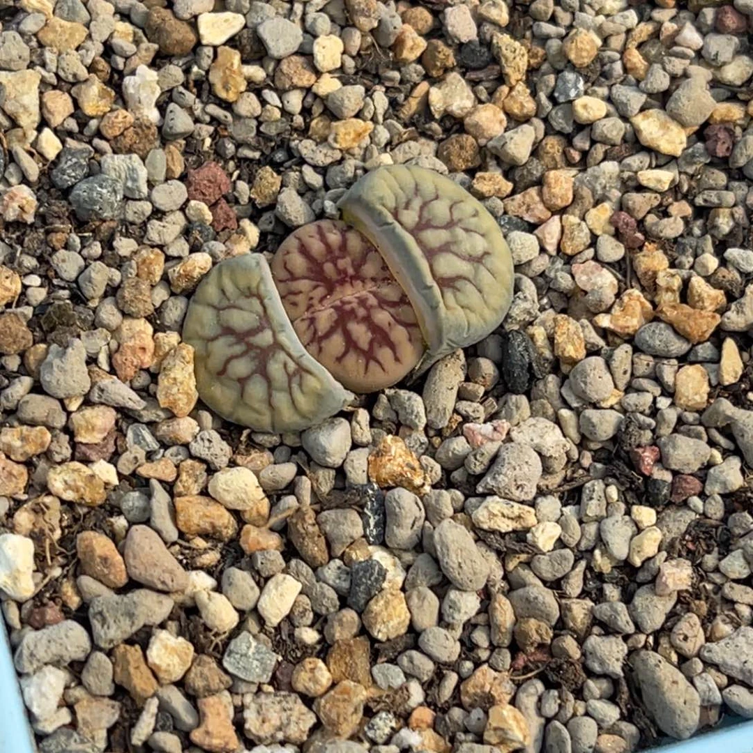 7950粗红纹线招福一颗