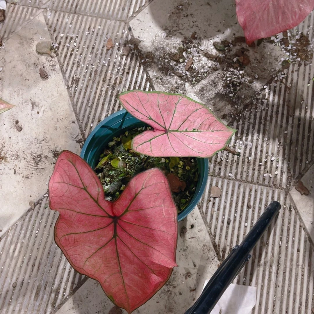 完全开放1898泰彩一物一拍