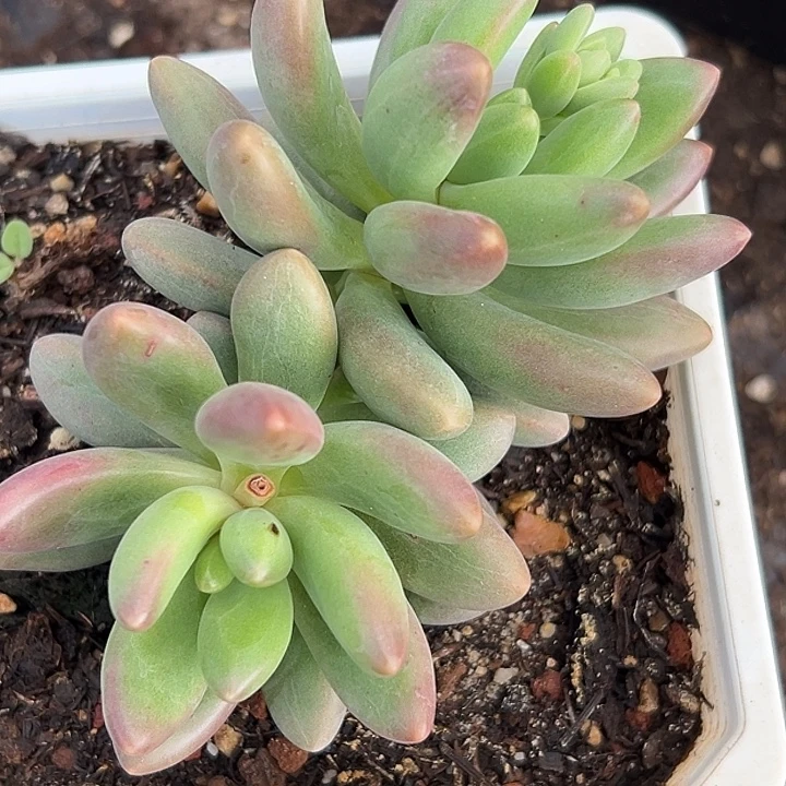 鲸落美人特价一物一拍