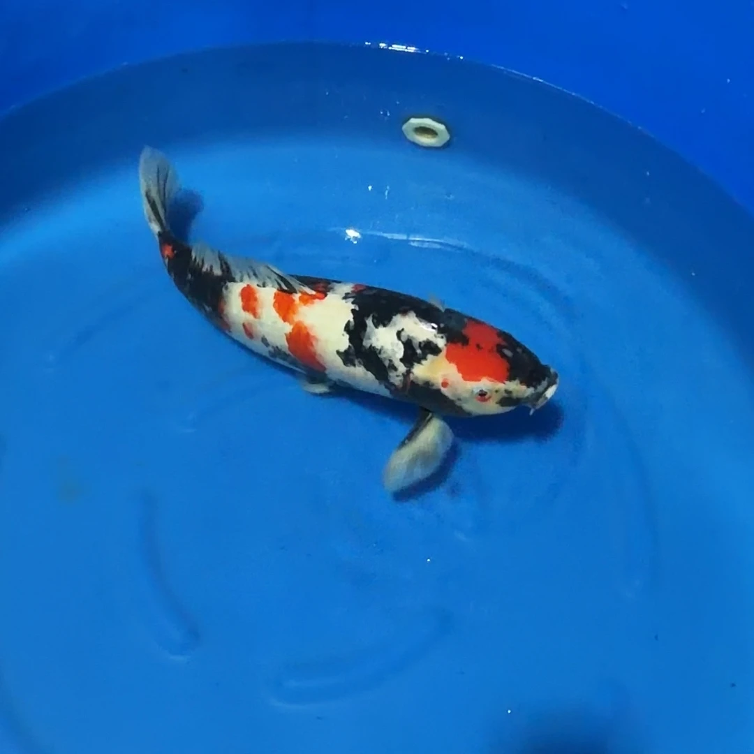 锦鲤昭和专拍链接