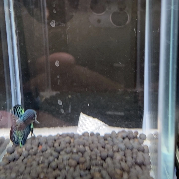 斗鱼泰国斗鱼136号