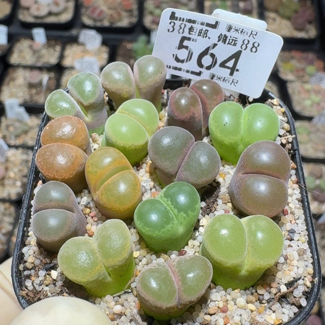 Zzzzz精品生石花564