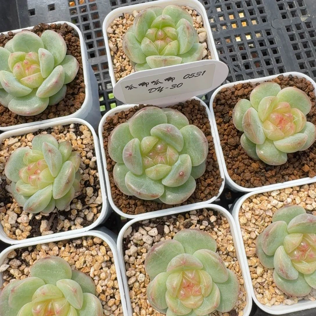 0531-30-3011单头量拍