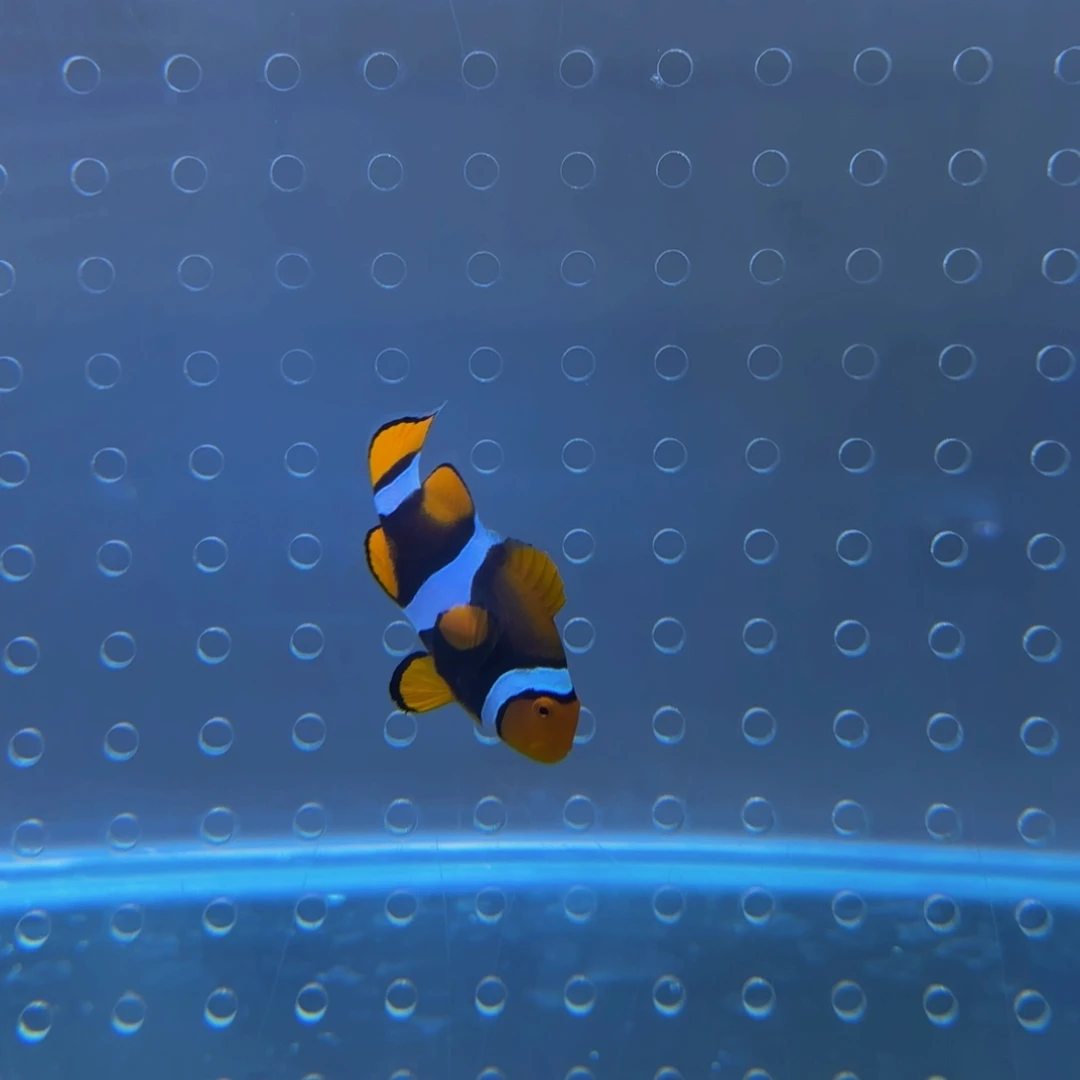 万鱼来朝全黑680➕25运费