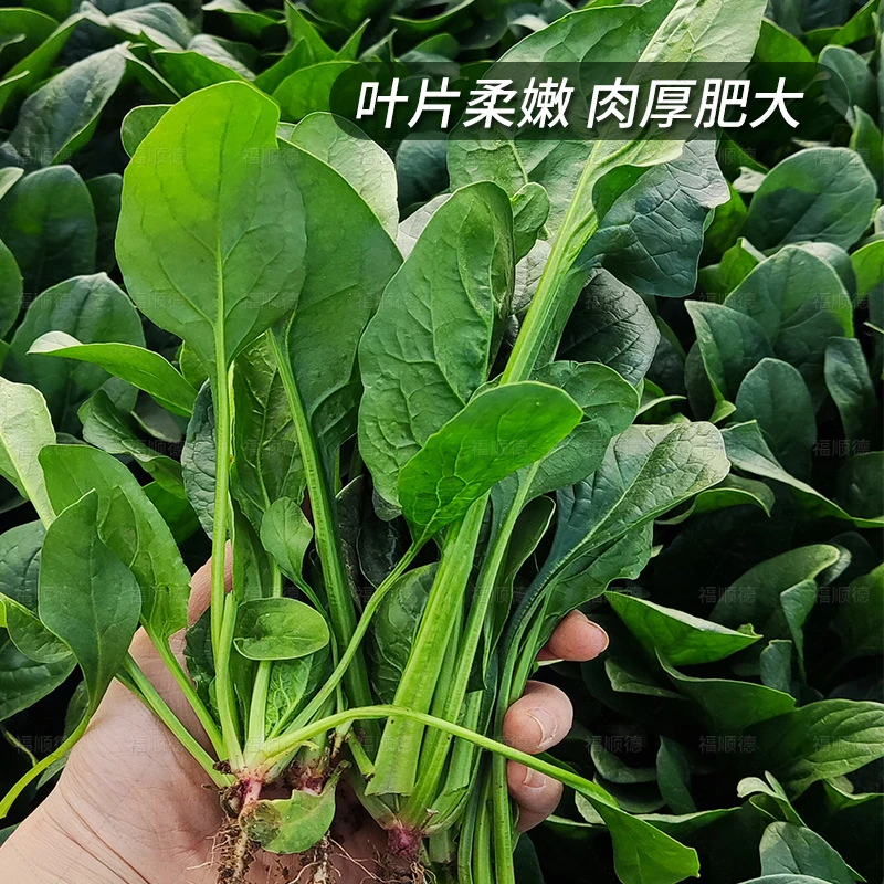 顺丰包邮有机脆嫩高叶酸菠菜有机当季新鲜蔬菜小菠菜有机新鲜菠菜