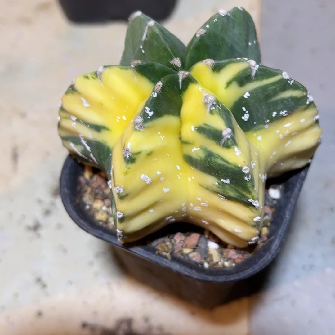 龟甲鸾凤玉一物一拍下单包邮