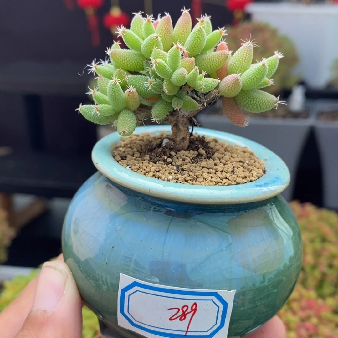 289号实生玉米枝干（直杆）