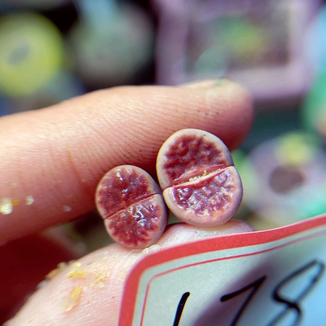 178生石花带盆发1