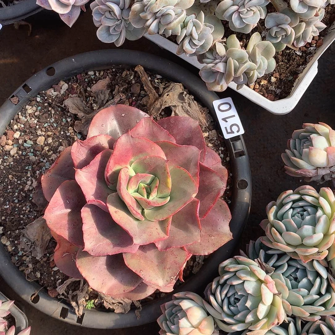 510蒙娜丽莎一物一拍多肉