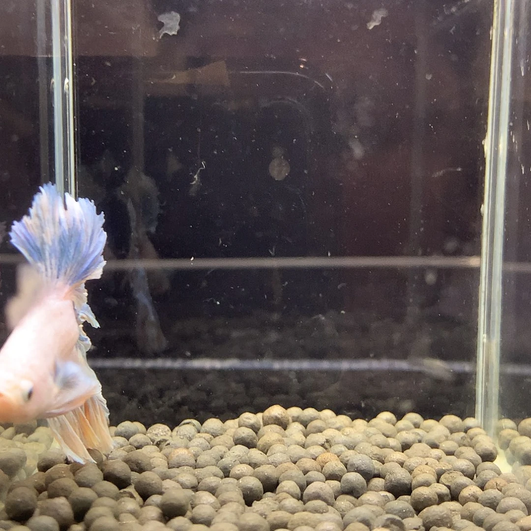 斗鱼七弟泰国斗鱼534