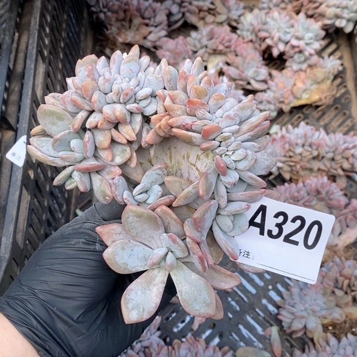 六***宝320 粉兔缀哇哇哇哇