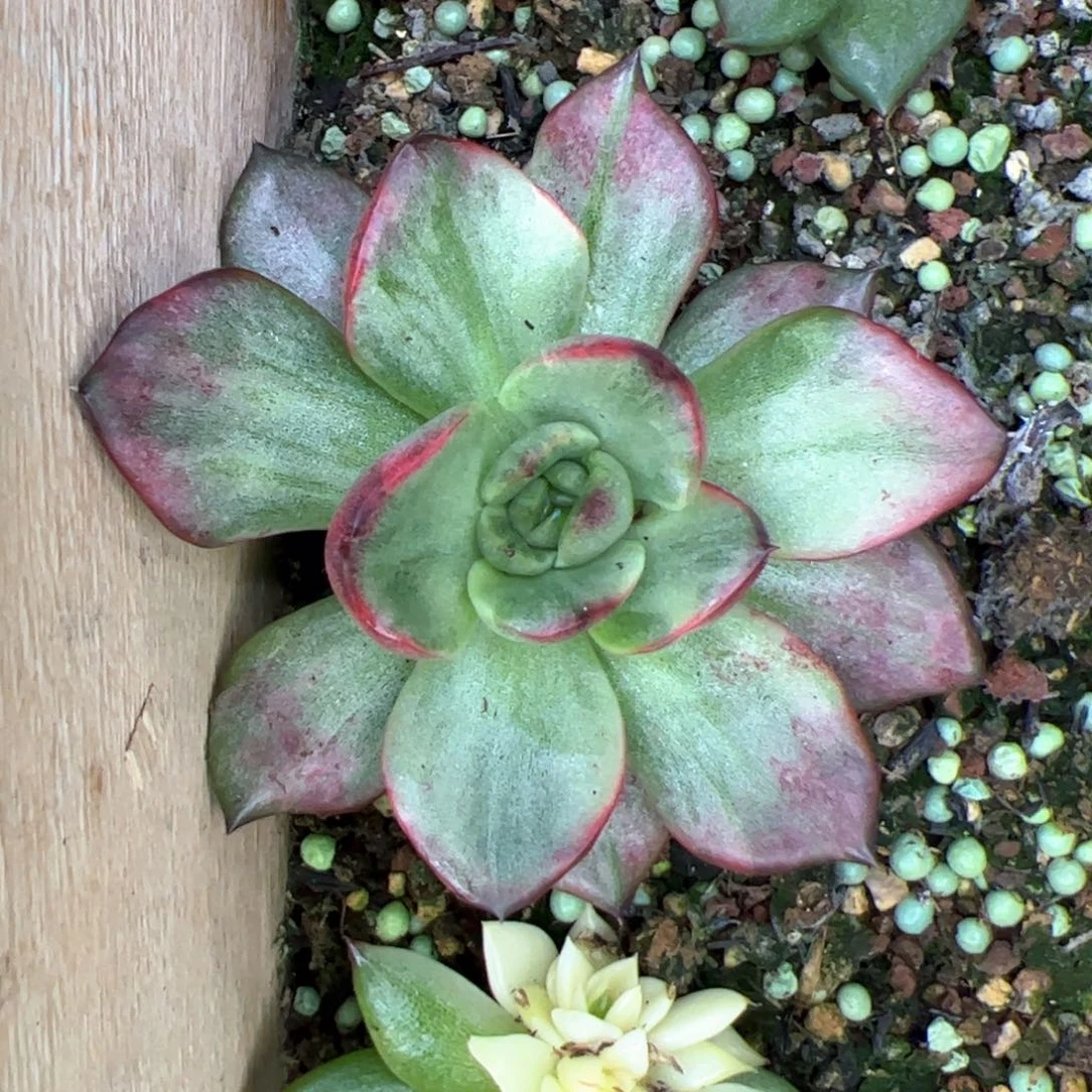 彩锦，多肉植物组合