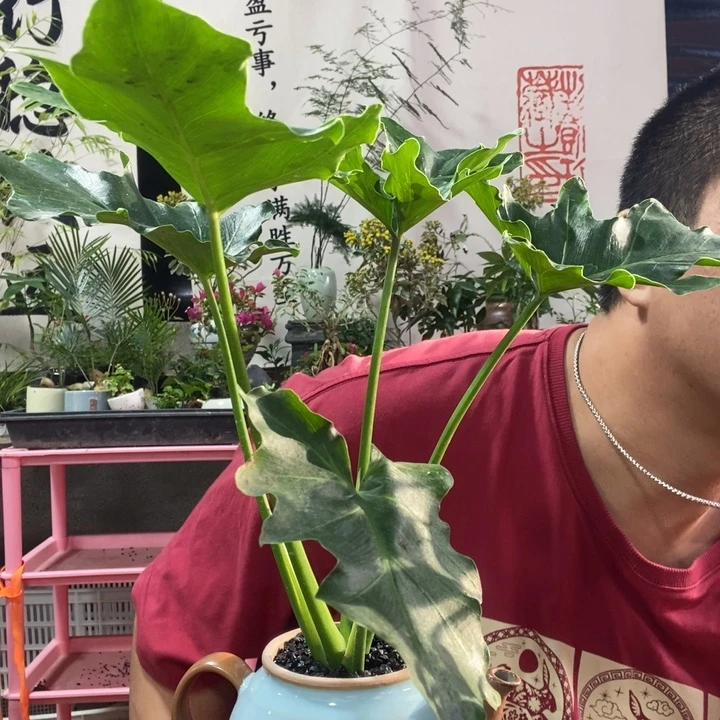 溪***溪以实际为准盆景绿植盆栽93