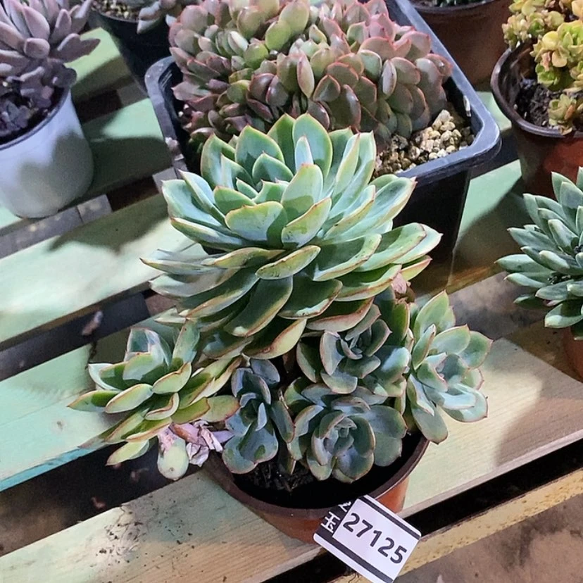 【闪购商品】晨鲁27125