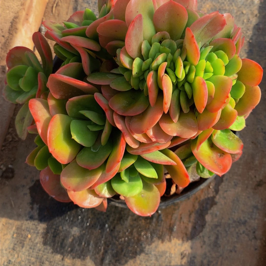 瞬*红梅缀化多肉植物