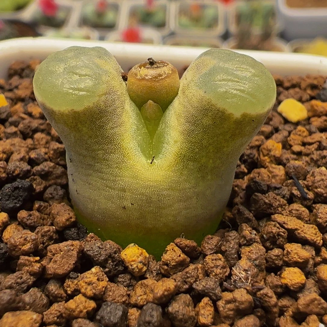 18多肉植物百科磁铁