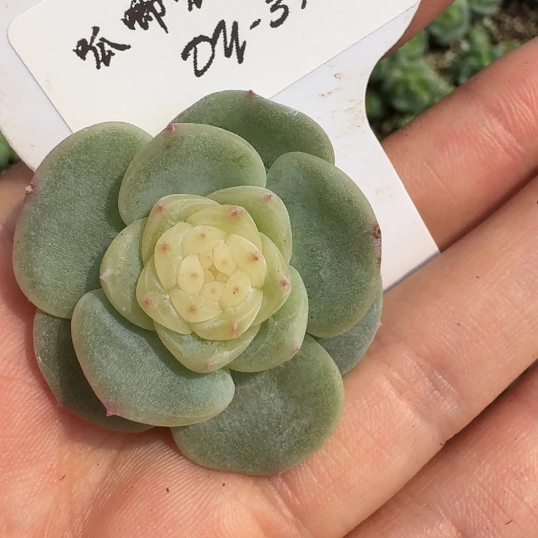 0802-39-晴朗一单头一颗