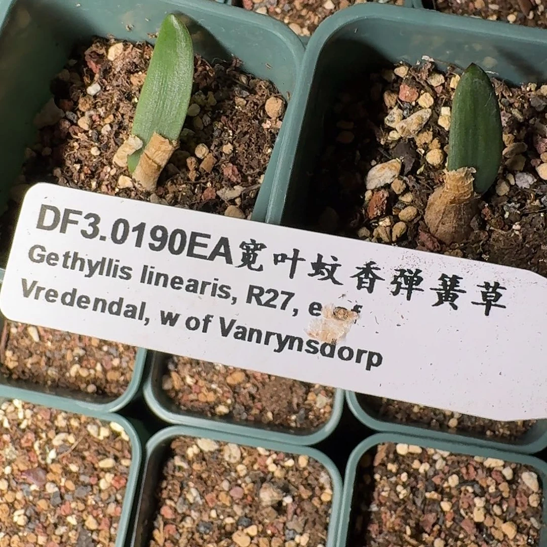 bb灯台百合两个？同产地的