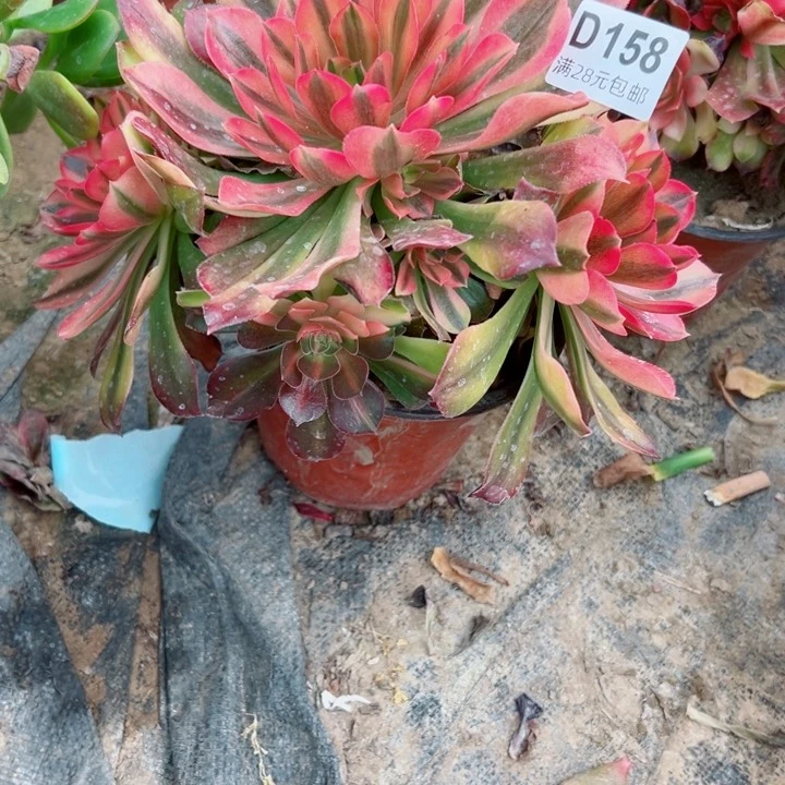 158洛神多肉植物