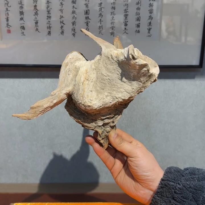 柏木（崖柏）大**舍崖吧阿啊阿