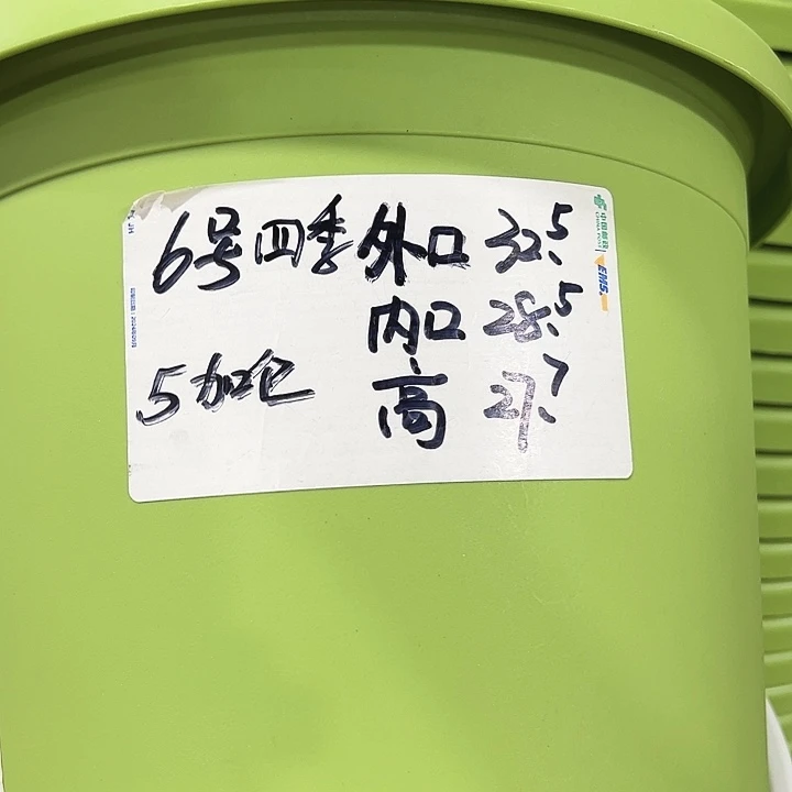 特价6号口32高27果绿5只无托