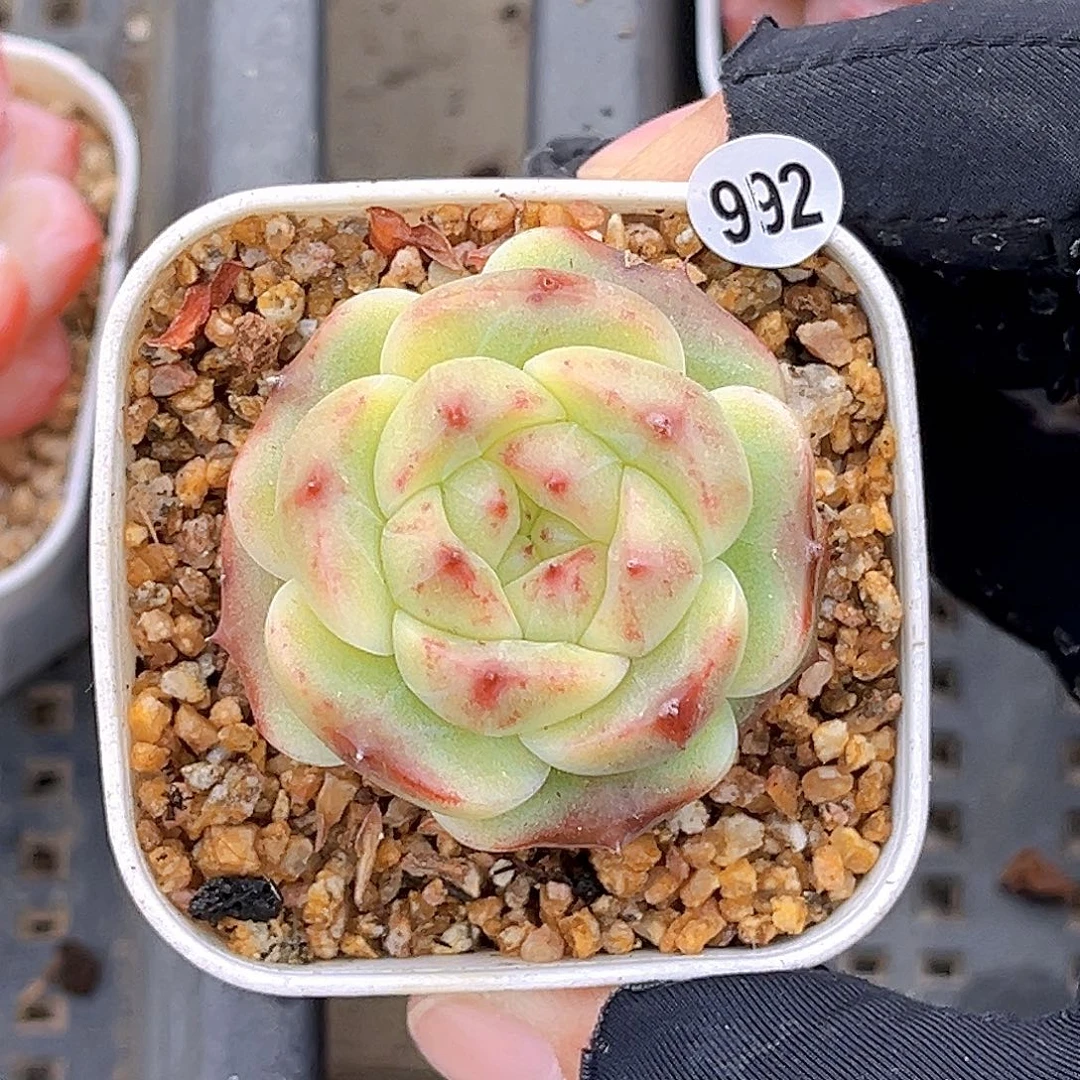 992  新品珍妮18包邮