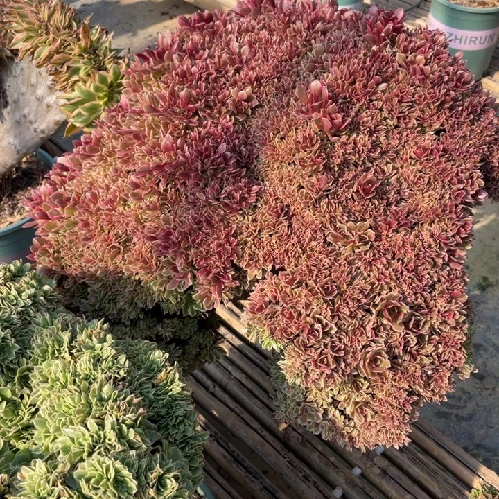 法师老桩缀化女神