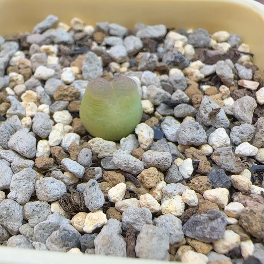 N***e拉登杂风铃多肉植物一颗