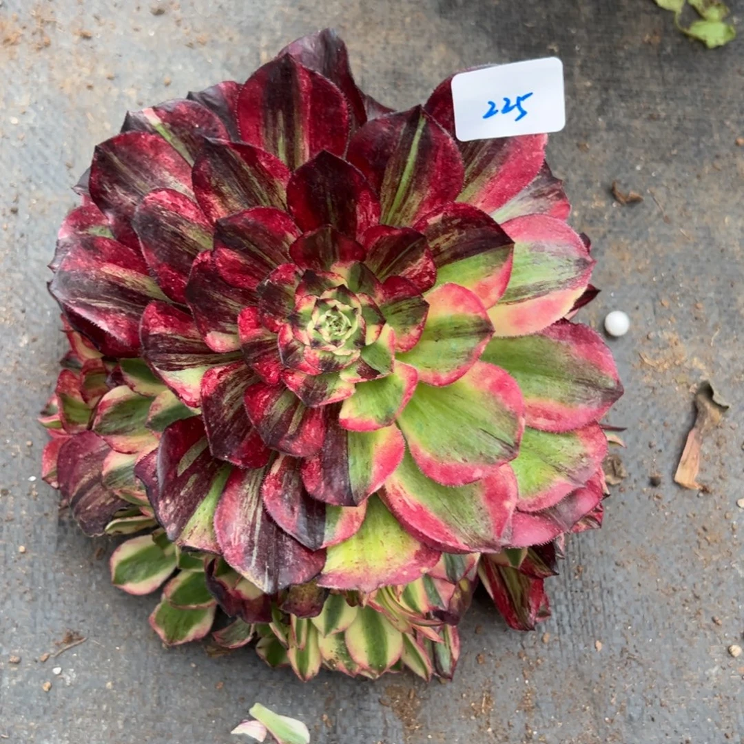 暖***海225伯爵无根多肉嘻嘻嘻