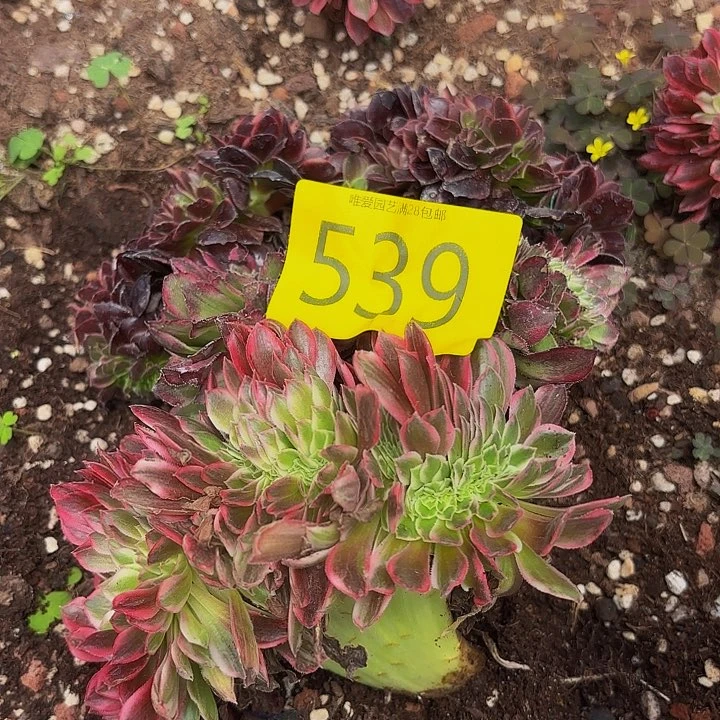 微*，多肉植物福利539
