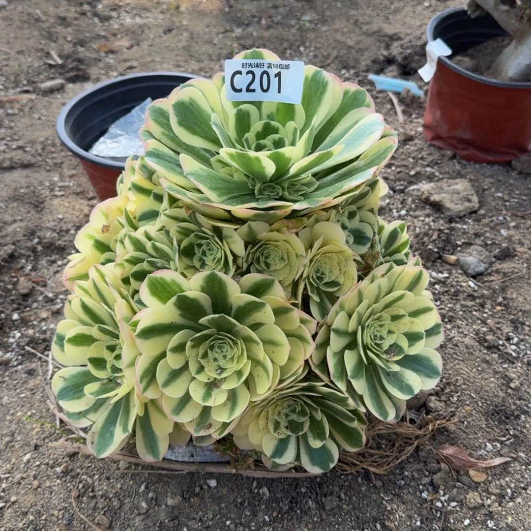 云*飘201迈巴赫寄养到秋