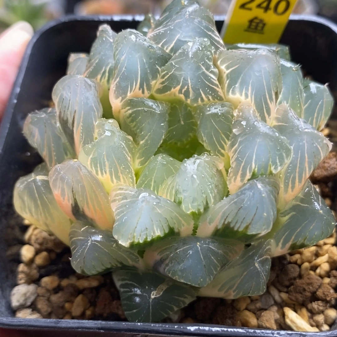 240实生糊斑玉露锦一物一拍