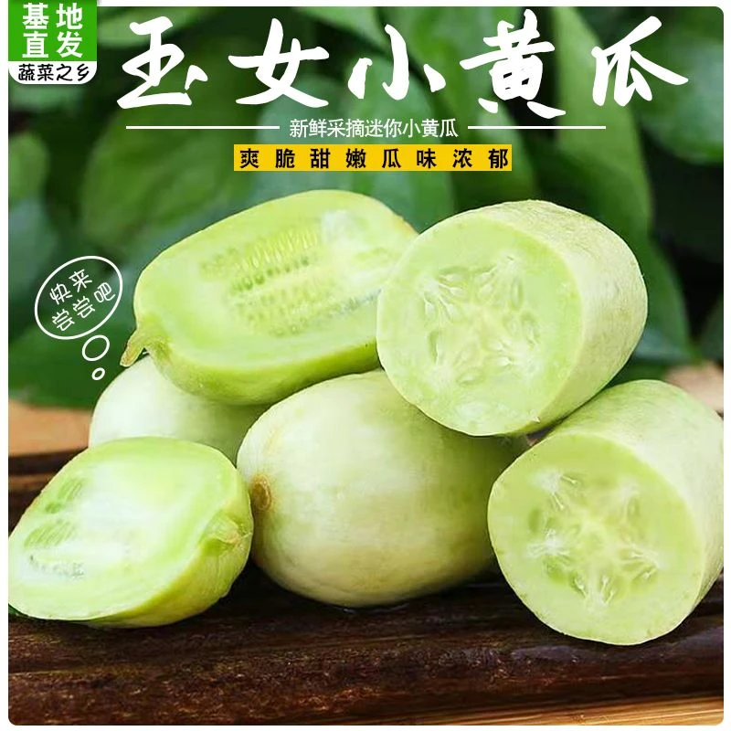 山东金童玉女小黄瓜山东寿光玉女黄瓜迷你黄瓜水果黄瓜生吃脆甜