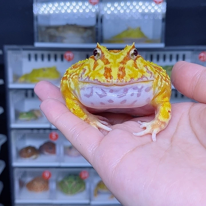 特价秒杀特价原价