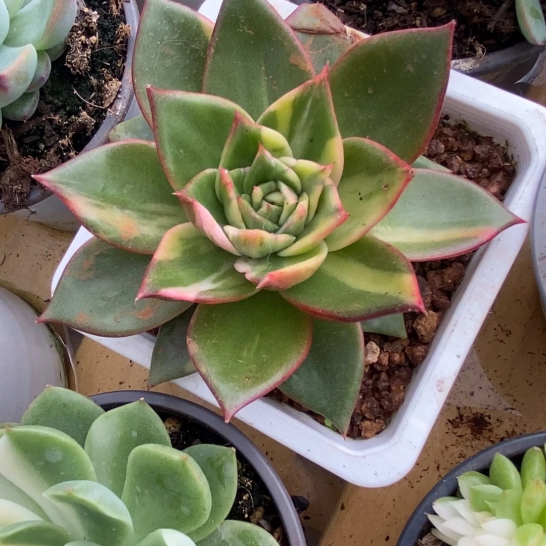 藏宝图锦锦锦锦锦锦