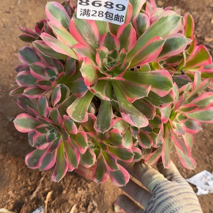 8689二号棚女郎多肉A