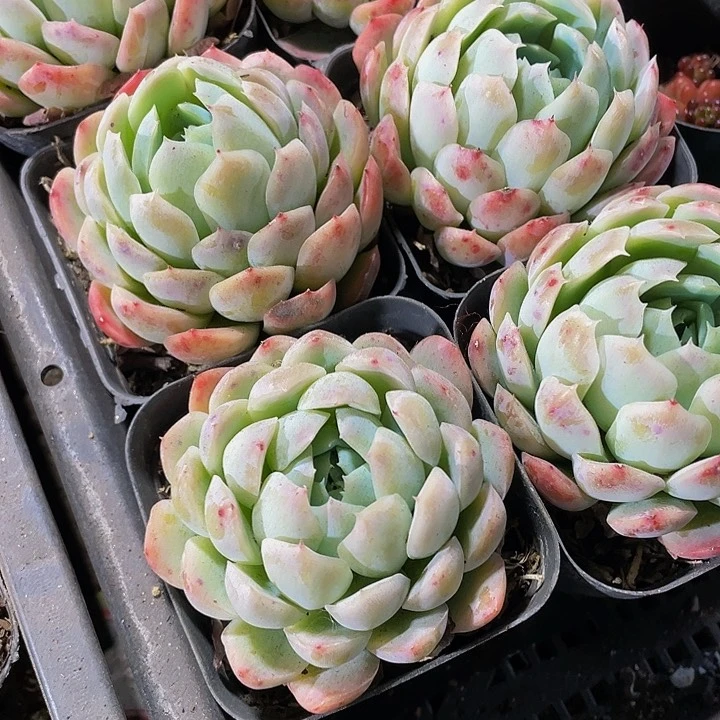 7方大单头贝瑞带盆土