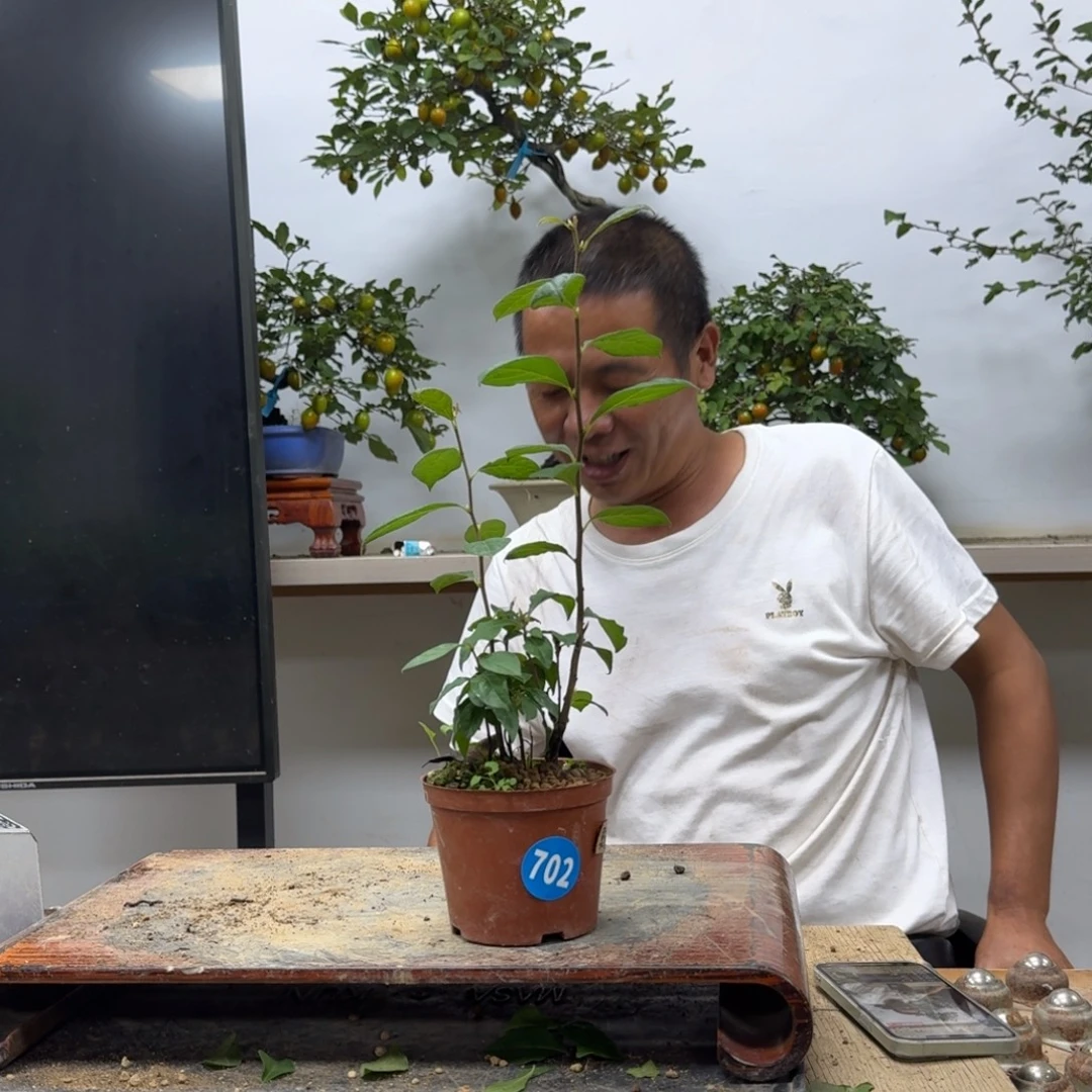 E***y无花朵702顺丰到付不包邮