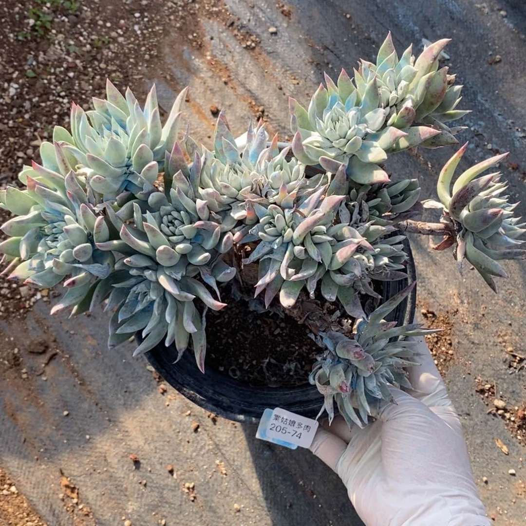 74号苹果叶瑕疵瑕疵