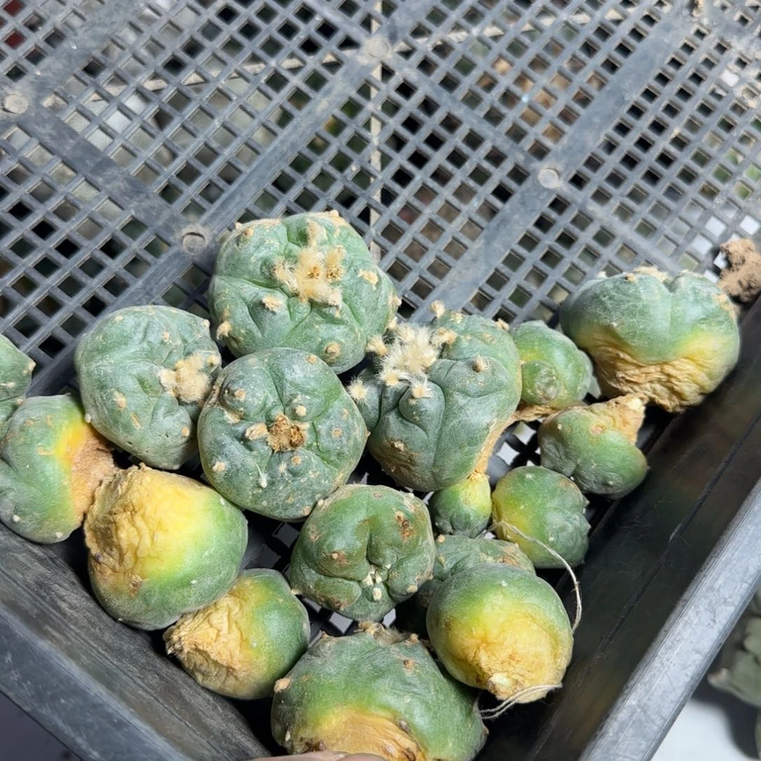 【闪购商品】用****3一筐肋骨66