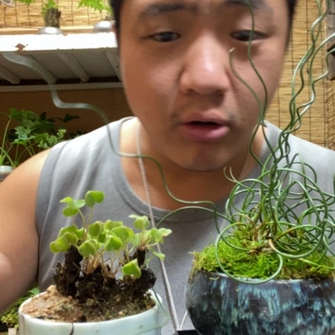 红陶一物一拍所见即所得366