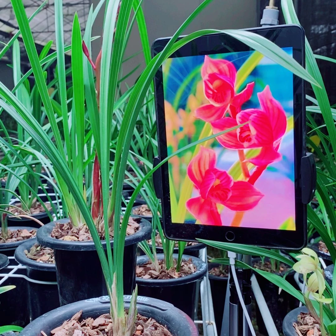 大部分花苞少量开放