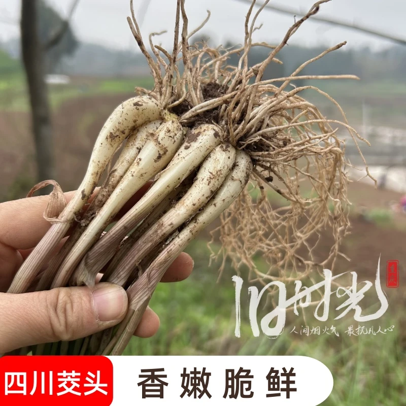 四川茭头农村藠头叫头荞头教头小葱头蒜头农家新鲜应季蔬菜不打药